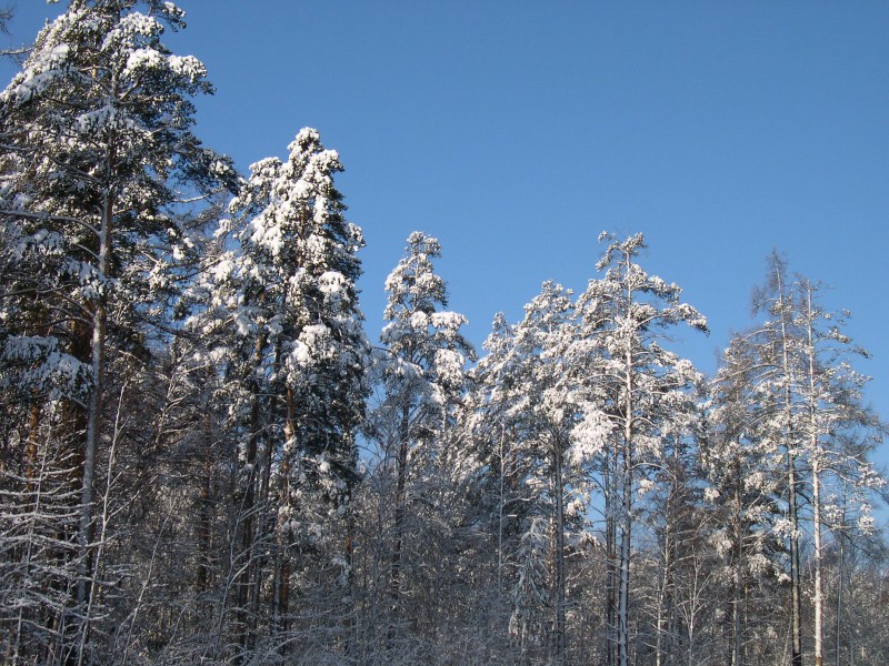Немножко снежка