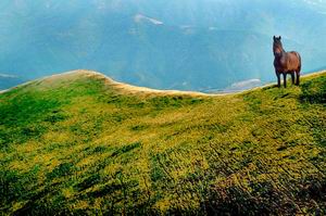 vihor