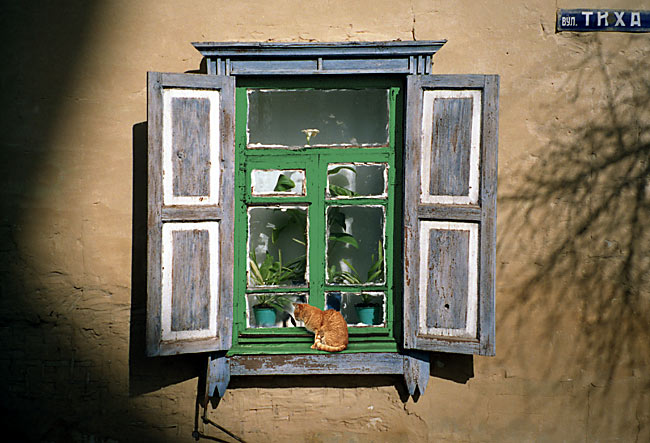 Рыжий кот