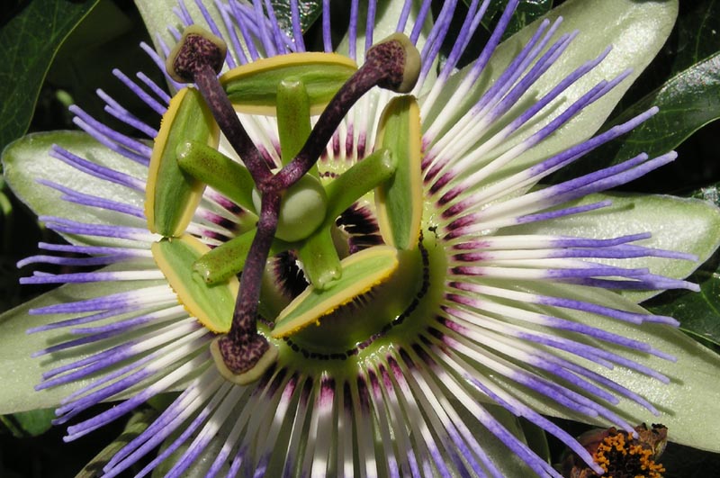 PASSIFLORA #2