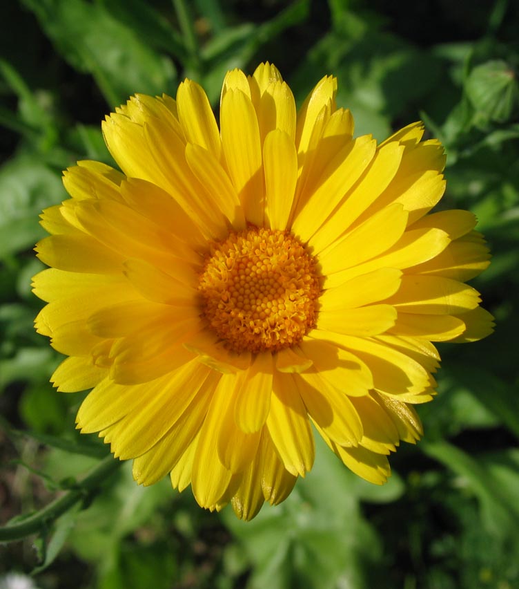 Calendula
