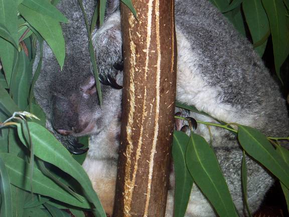 Koala