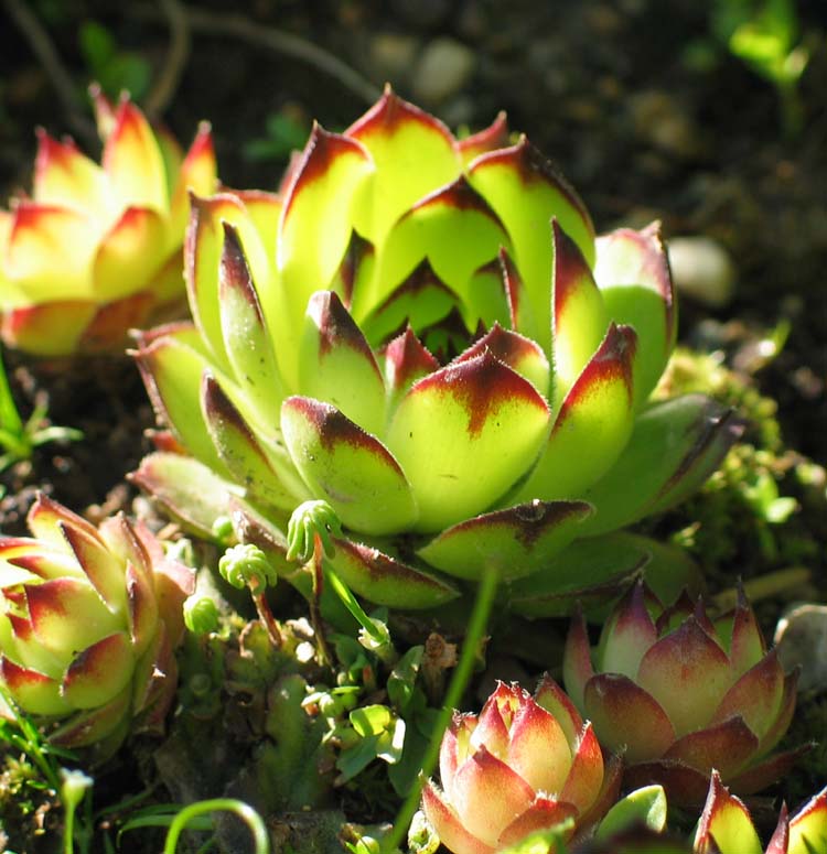Sempervivum 