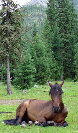 Бурятский конь