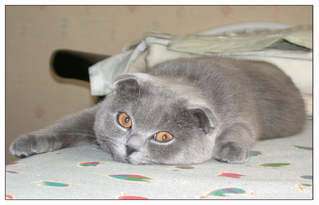Моя кошара..:))