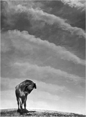 Крутая грива