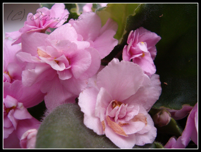 Little pink world