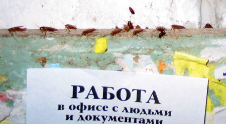 Работа "Не волк..."