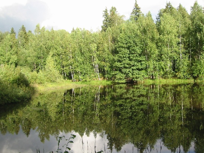 Лесное озеро