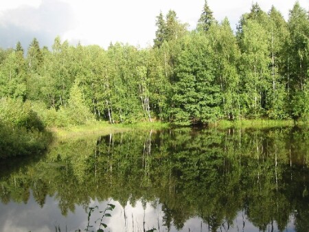 Лесное озеро