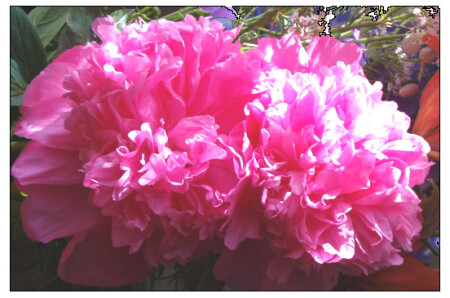 Bouquet