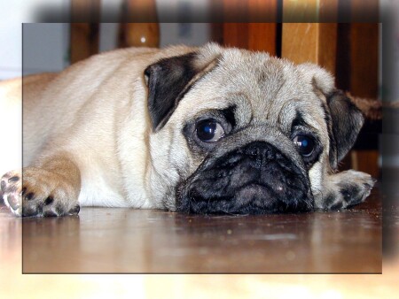 Эх, жизнь моя жестянка...