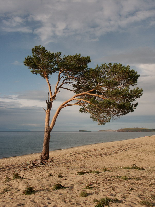 Хужирский пляж - песчанник - одинокое дерево