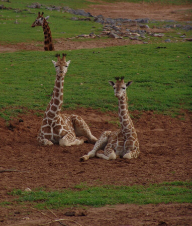 Жирафы (маленькие) 