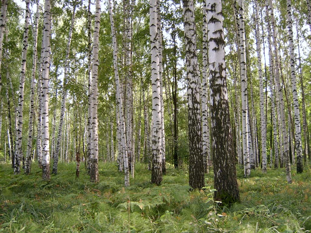 Березки