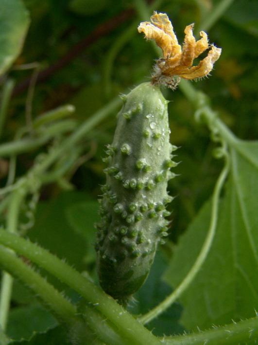 Small green guy..