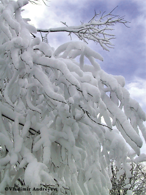 ArtWinter