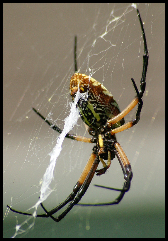 Pet spider