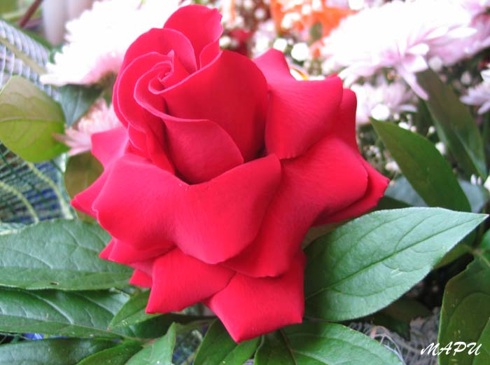 rose#4
