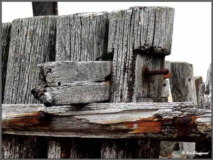 Wood. Senility. 