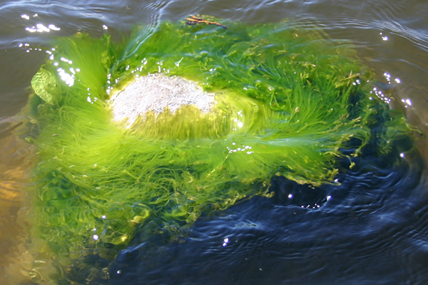 aquatic green