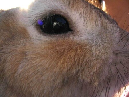 Глаз... отражение....