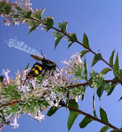 BuZzz Monster