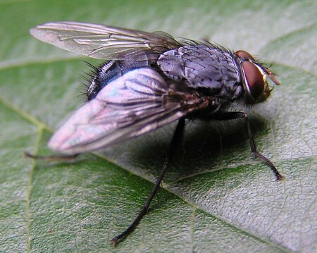 Просто муха.