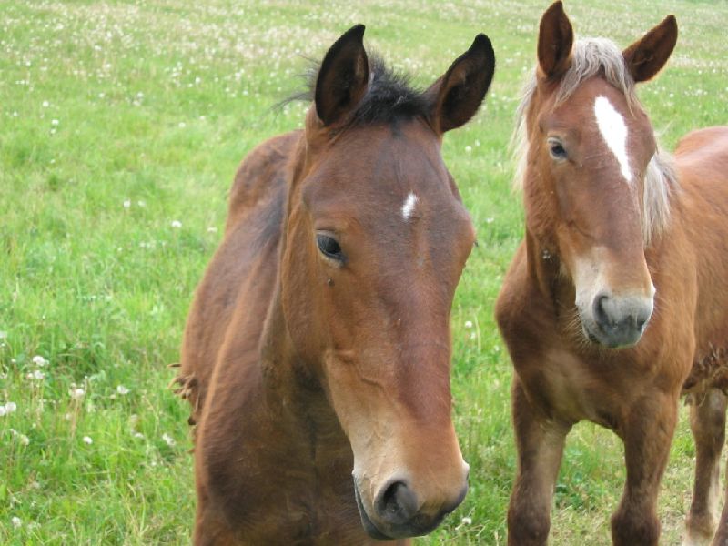 Little horses...