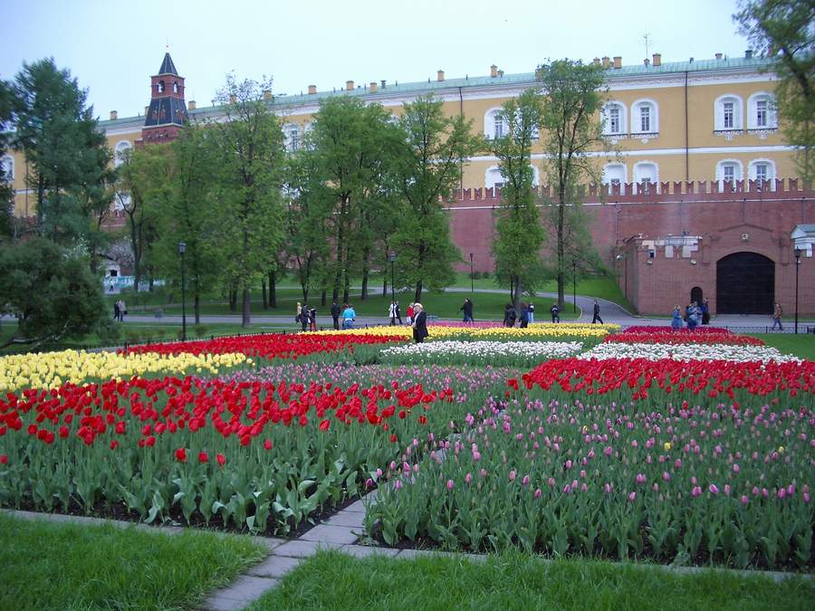 Кровь тюльпанов...
