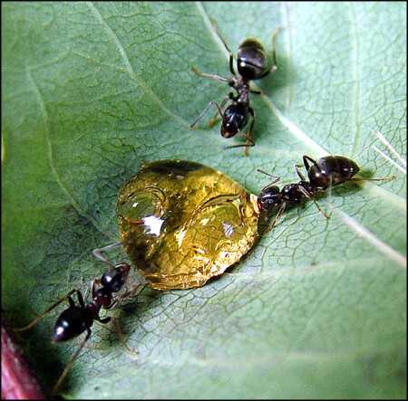 Coka-Cola и три муравья