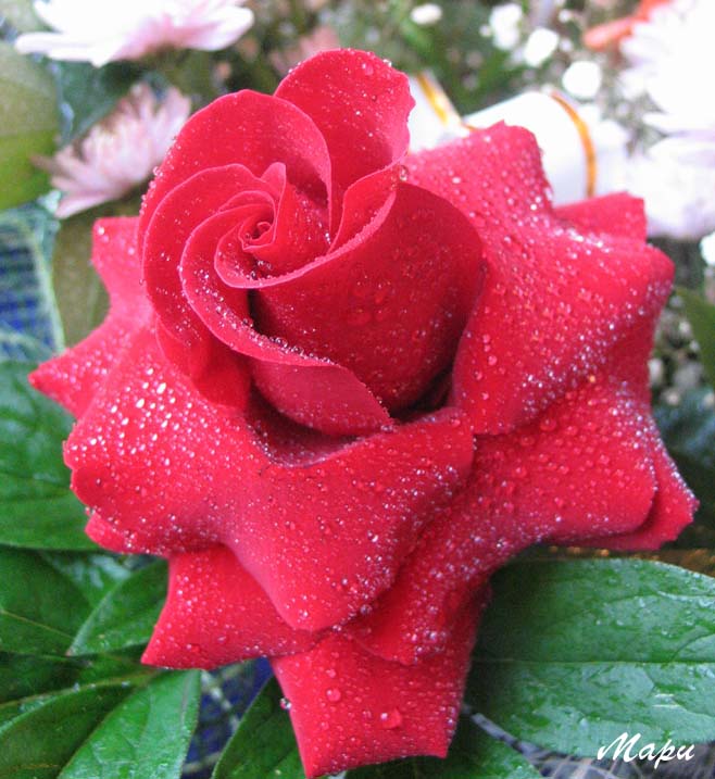 Rose#1
