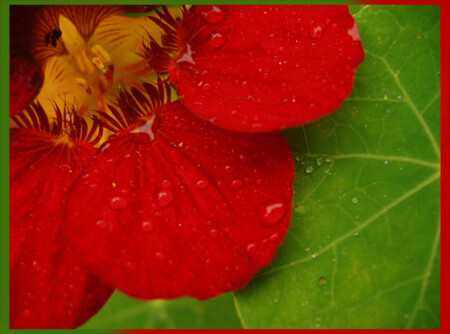 Red & Green