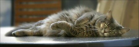 кошачая лень