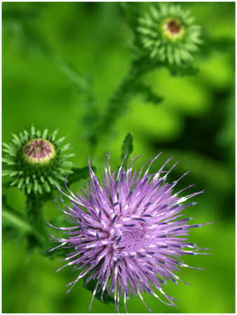 Репейник, понимаешь :)