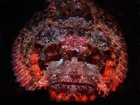 RedSea