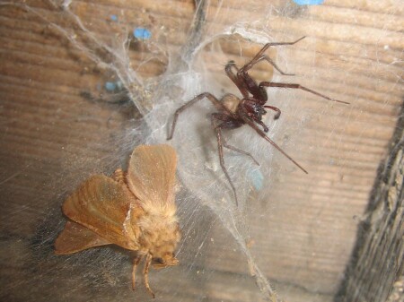 Spider