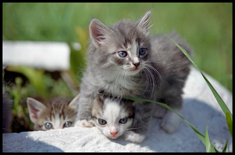 Котята