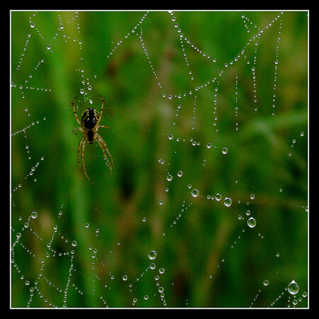 Cубботнее утро/Saturday morning