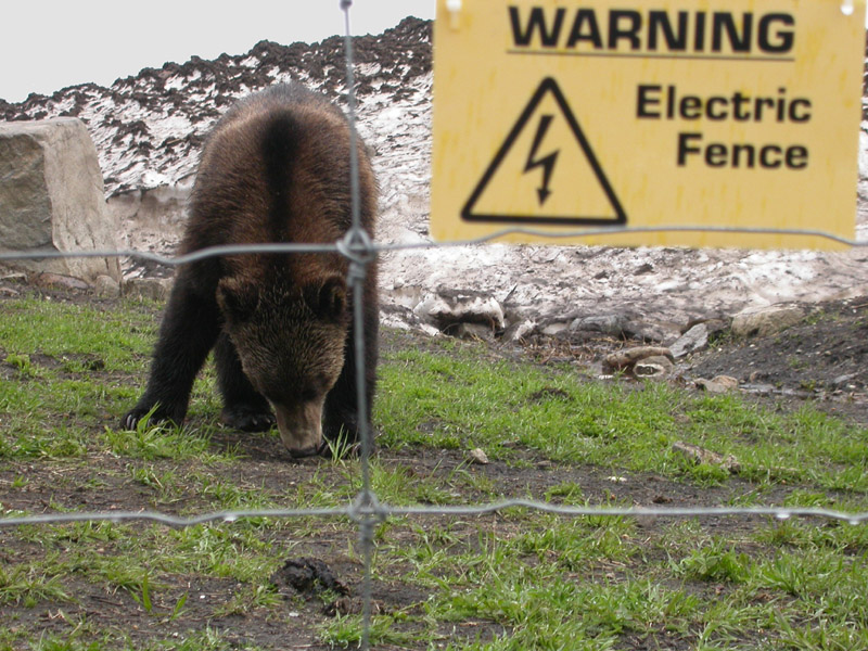 в мире животных