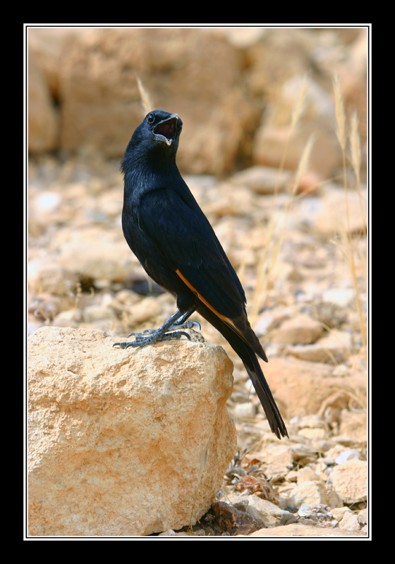 Onychognathus tristramii