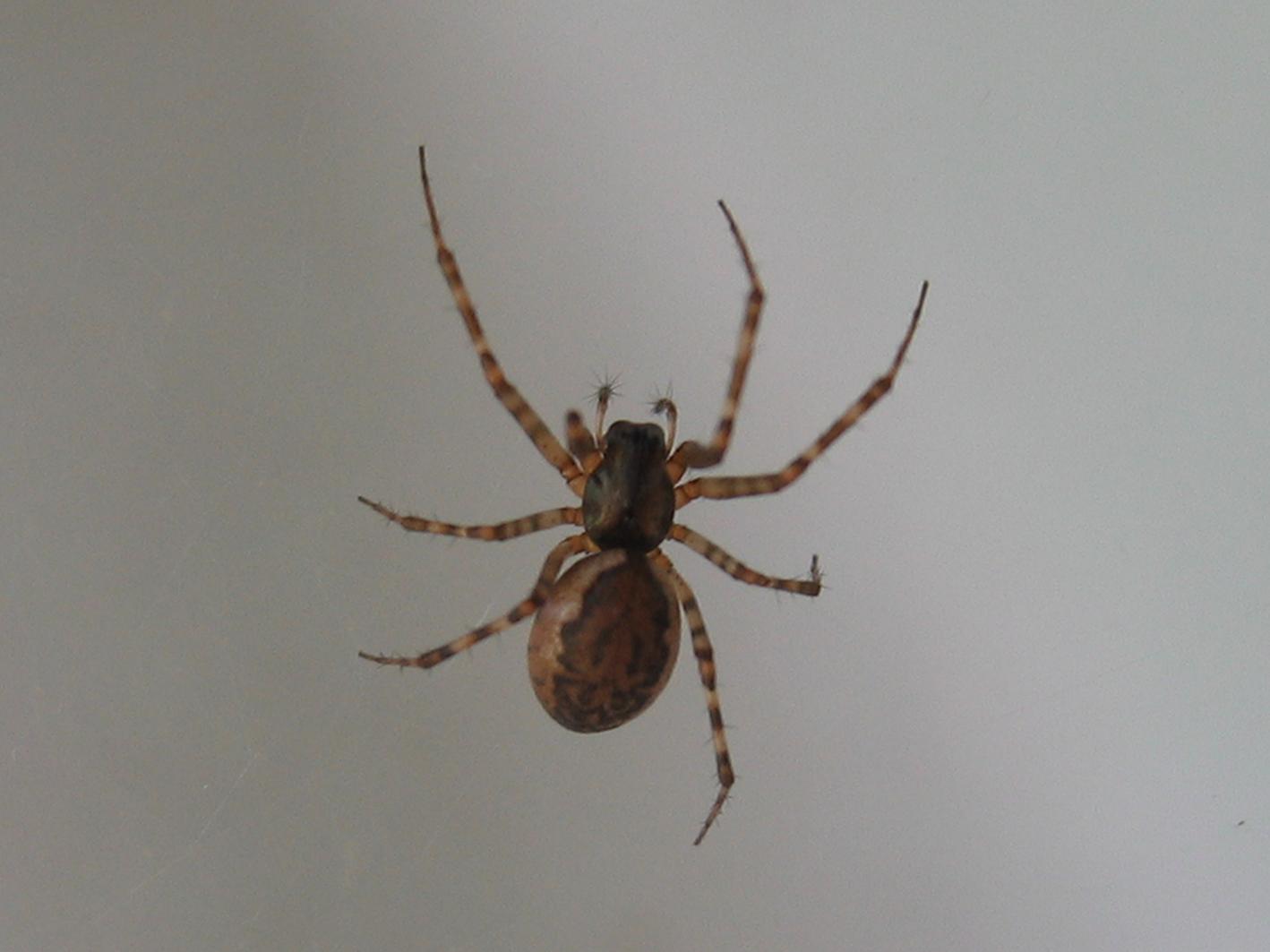 Spider 2