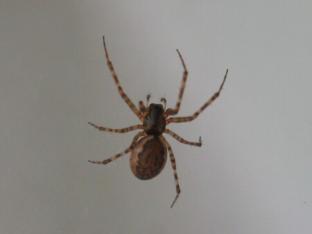 Spider 2
