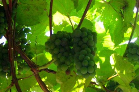 Виноград (лоза)