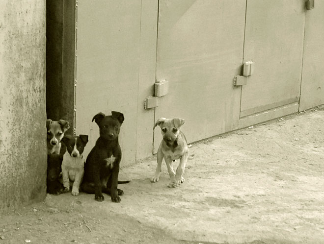 dogs for free