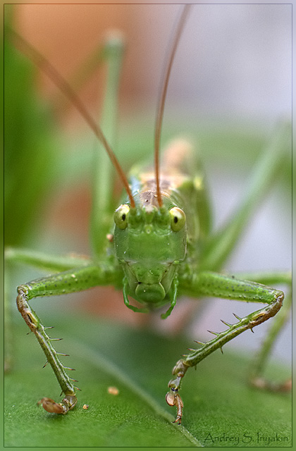 Grasshopper