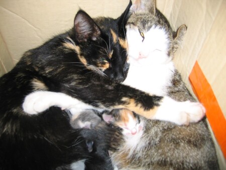 две мамаши лучше, чем одна