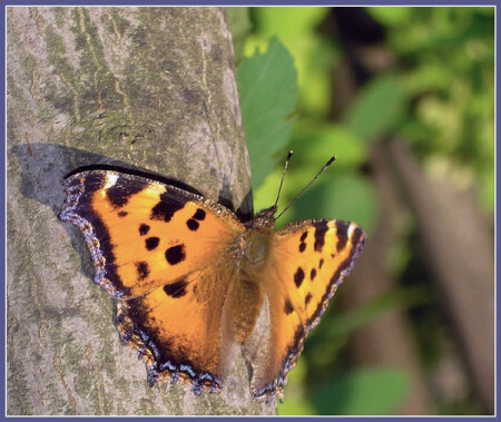 Спящая красавица