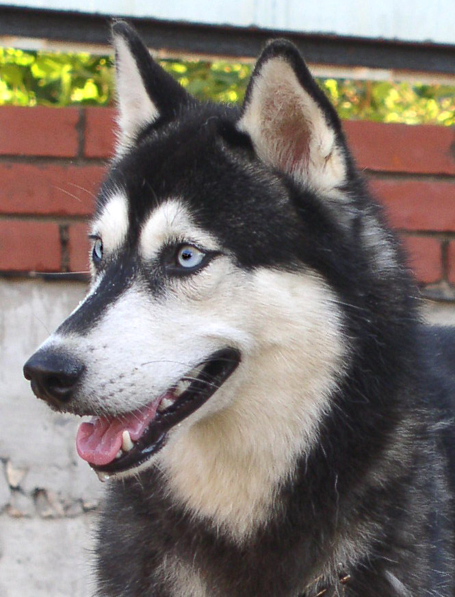 Любимица