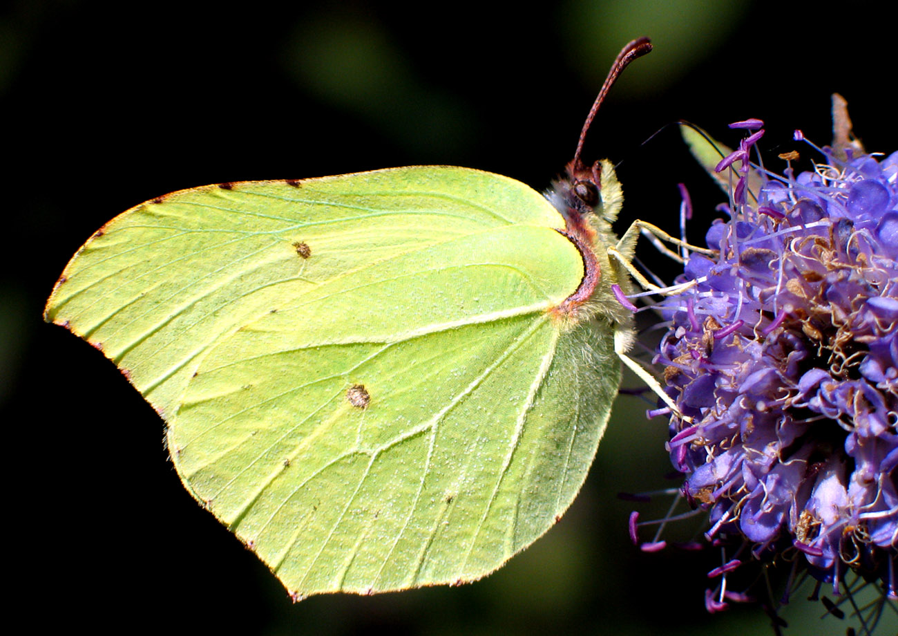 Бабочка крушинница (gonepteryx rhamni)